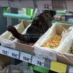 Необычный гость в «Пятерочке» России