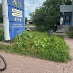 Помощь раненому коту