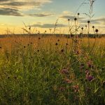 Июньские вечера в калейдоскопе красок